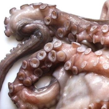 PULPO - CRUDO ENTERO